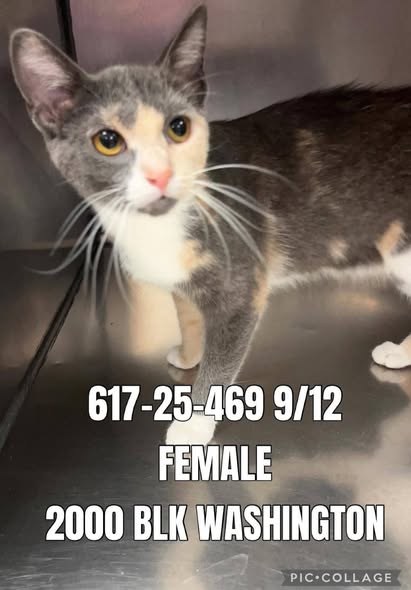 Found Pet in Joliet, Illinois — listing photo — additional photo 3