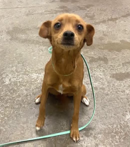 Found Dog in Phoenix, Arizona — You got me as a little puppy and then got a new dog and replaced me