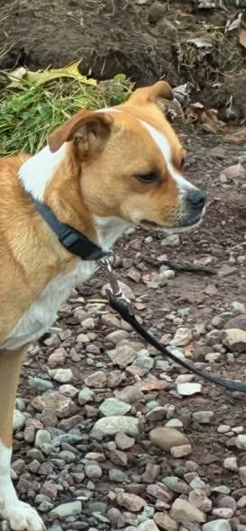 Lost Pet in DeRuyter, New York — listing photo — additional photo 2