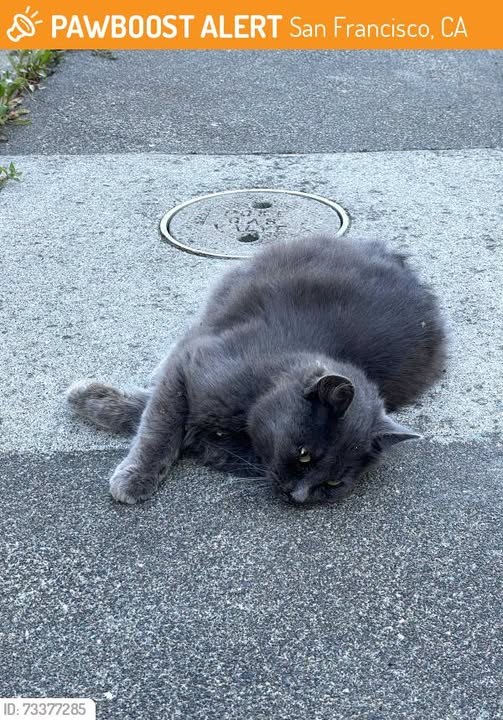 Found Cat in San Francisco, California — Cat Found on,2026 in San Francisco, CA 94112, on or near Geneva Avenue