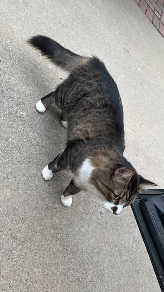 Found Cat in Vernon Hills, Illinois — I found this sweet kitty outside of my house — additional photo 2