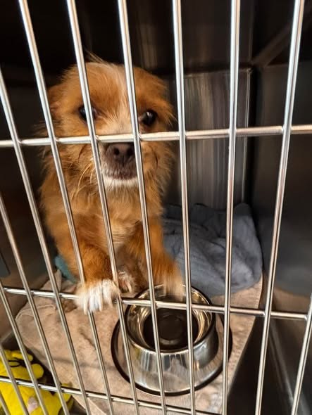 Found Pet in Harvey, Illinois — listing photo — additional photo 2