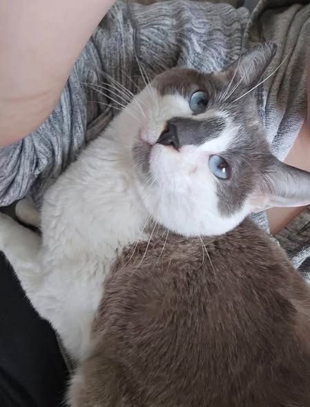 Lost Cat in Lyons, Illinois — listing photo