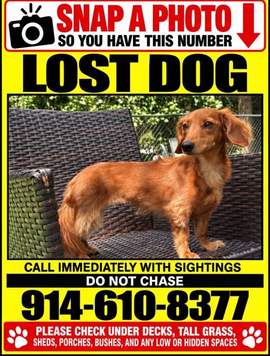 lost pet in Valhalla, New York