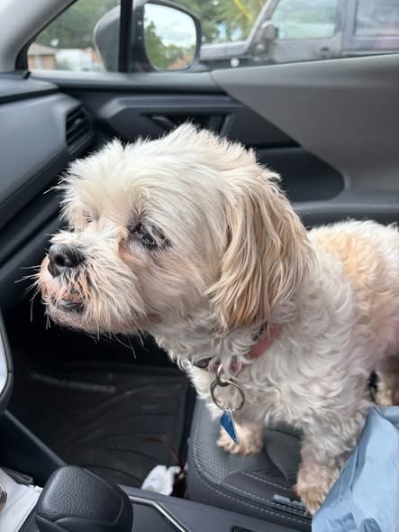 found dog in Fox Lake, Illinois
