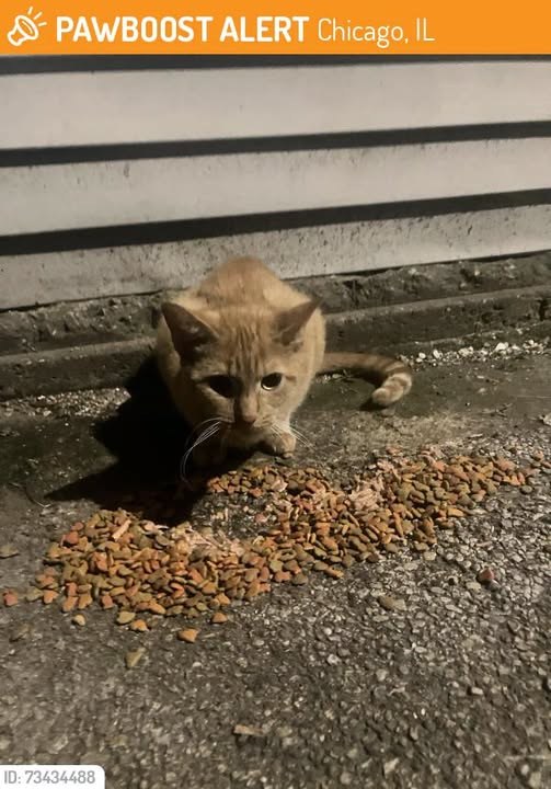 found cat in Chicago, Illinois
