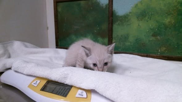 Pet alert in Houston, Texas — On Euthanasia list at BARC, Houston for Monday, Deadline at 1 pm🚨 Stunning and friendly Mom 🐱 ❤️… — additional photo 4