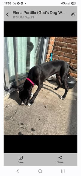 Pet alert in Houston, Texas — Houston Texas 77093 NEEDS RESCUE or FOSTER ASAP This is a courtesy post This little baby was left… — additional photo 2