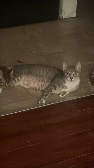 Found Cat in Pacoima, California — This beautiful cat was found by him and he lives in Pacoima