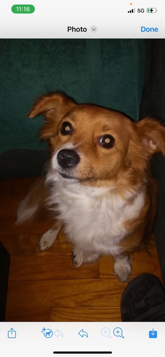 Lost Dog in Zion, Illinois — Our family dog is missing