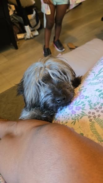 Lost Dog in Los Angeles, California — listing photo — additional photo 3