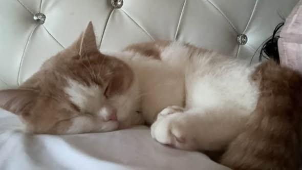 Lost Cat in Beverly Hills, California — On I discovered that my beloved cat, Mochi, was missing from my home near 512 N Roxbury… — additional photo 4