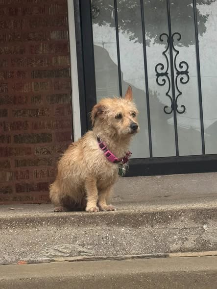 Found Pet in Chicago, Illinois — listing photo — additional photo 2