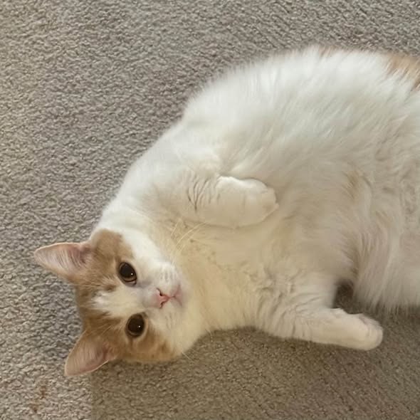 Lost Cat in Beverly Hills, California — On I discovered that my beloved cat, Mochi, was missing from my home near 512 N Roxbury… — additional photo 3