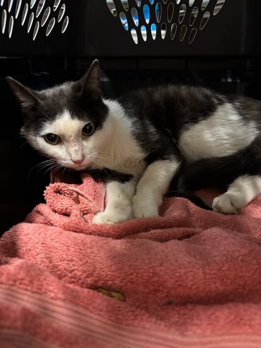 Found Cat in Plano, Illinois — STRAY CAT FOUND ON HUGH ST IN PLANO, IL