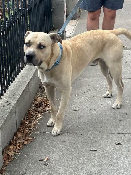 Found Dog in Panorama City, California — Dog found near Panorama City, Tyrone Ave