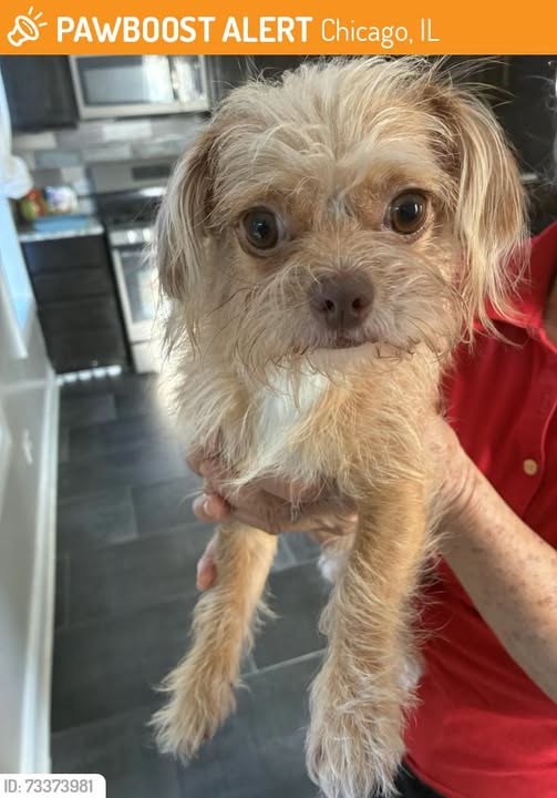 Found Dog in Chicago, Illinois — This dog was FOUND in Chicago, IL 60623 near place and sacramento