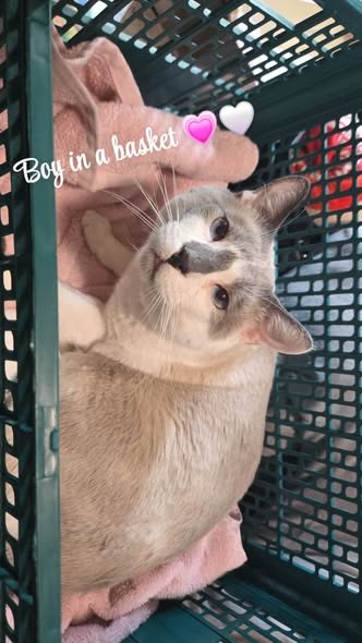 Lost Cat in Lyons, Illinois — listing photo — additional photo 2