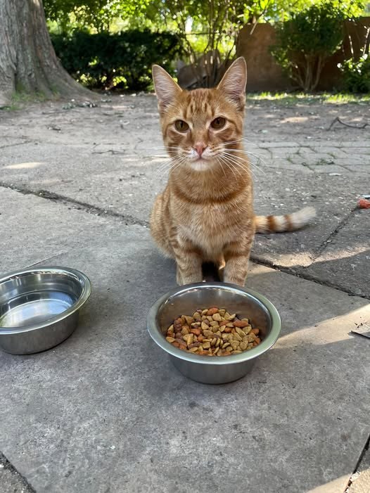 Found Cat in North Chicago, Illinois — listing photo