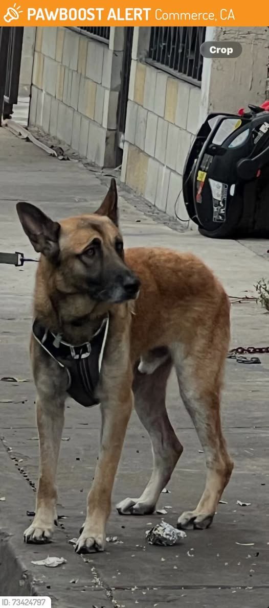 Found Dog in Commerce, California — This dog was FOUND in Commerce, CA 90040 near Union Pacific
