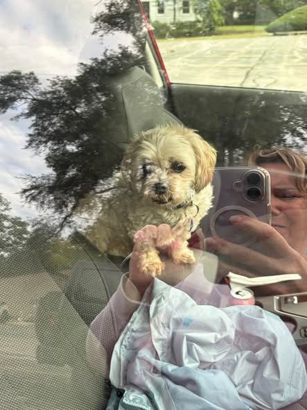 Found Dog in Fox Lake, Illinois — listing photo — additional photo 3