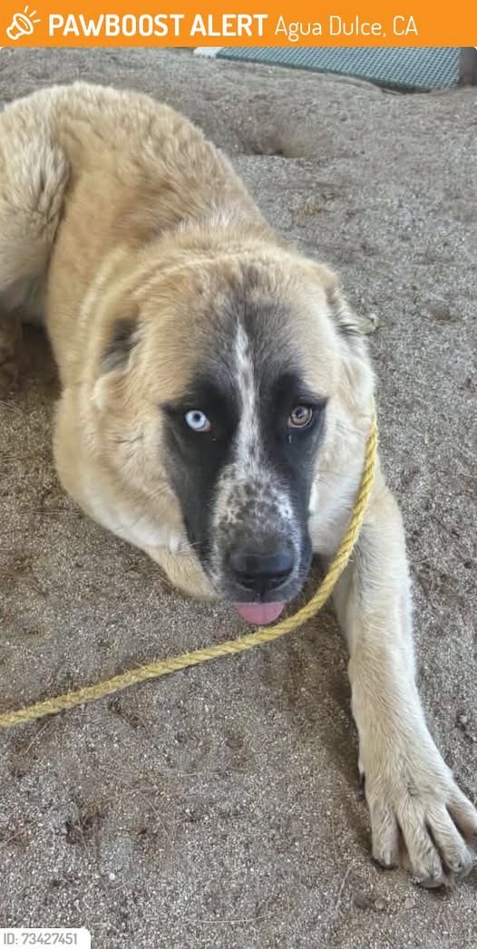 Found Dog in Agua Dulce, California — This dog was FOUND in Agua Dulce, CA 91390 near Found off Mint Canyon near Koontz Rd