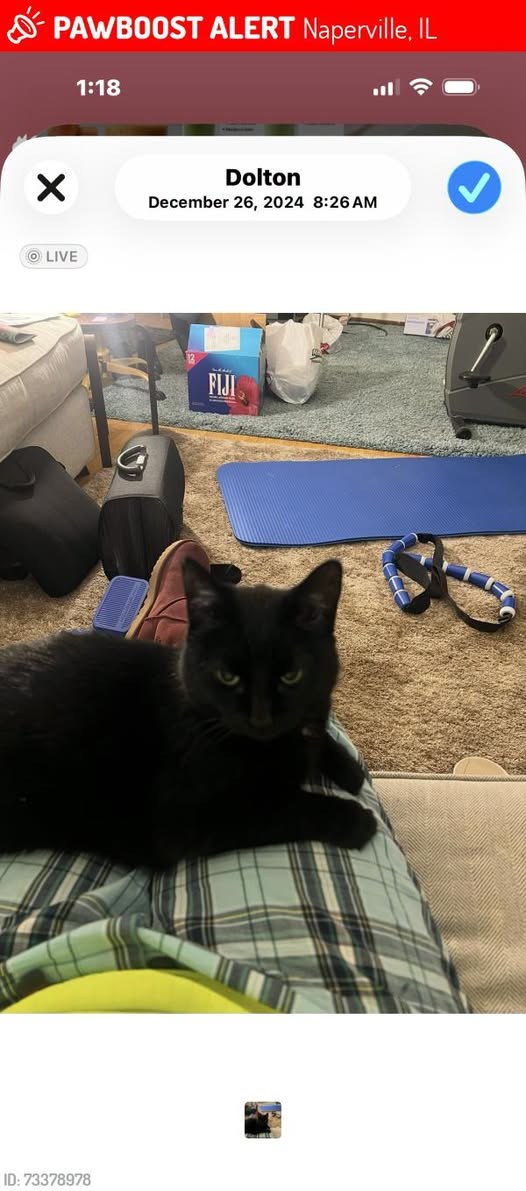 Lost Cat in Naperville, Illinois — listing photo