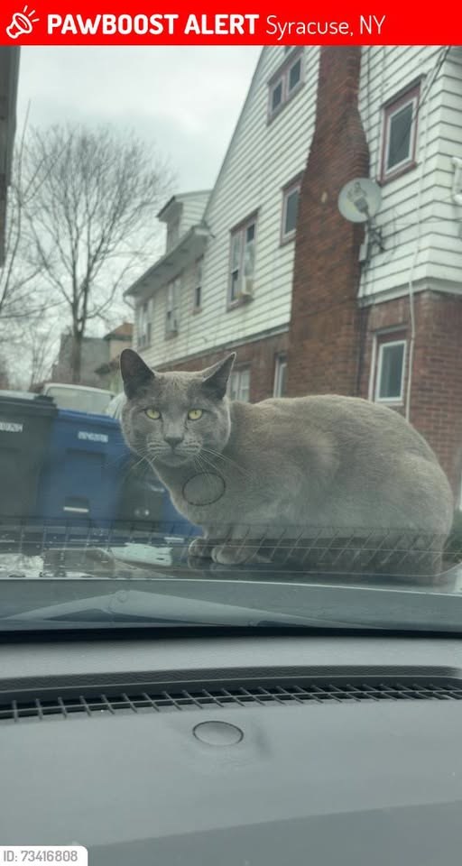 Lost Cat in Syracuse, New York — Smokey was LOST in Syracuse, NY 13210 near Westmoreland and e genesee