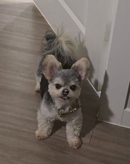 Lost Dog in Richmond, Texas — listing photo