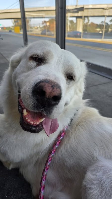 Lost Dog in Los Angeles, California — Angel was LOST in Los Angeles, CA 90061 near Intersection of Imperial Highway and S Broadway