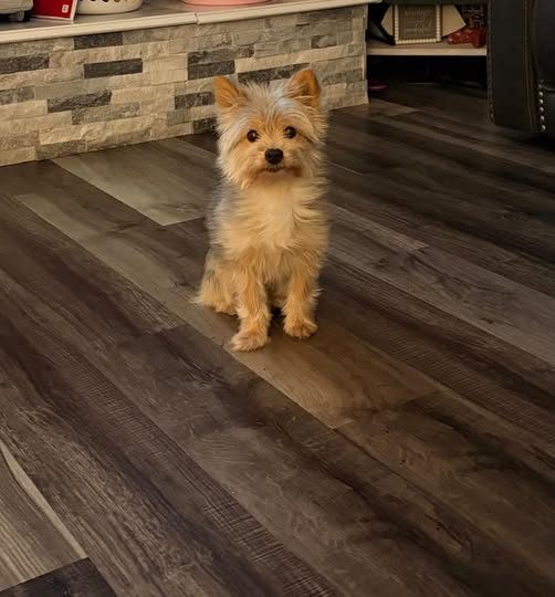 Found Dog in Waukegan, Illinois — We are a great community and our Daisy has been FOUND🙏🏽 Thank you for every share✨ 🚨 MISSING…