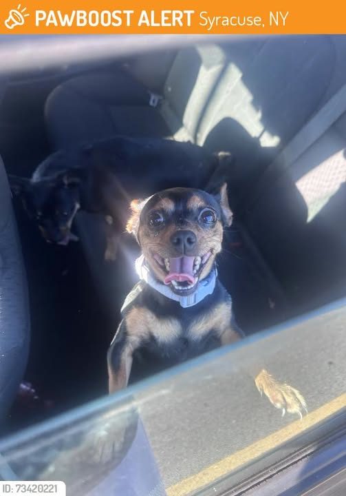 Found Dog in Syracuse, New York — This dog was FOUND in Syracuse, NY 13224 near HW Smith Middle School