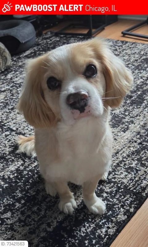 PLEASE KEEP A LOOKOUT FOR THIS DOG BISCUIT HE ESCAPED THE FINDER