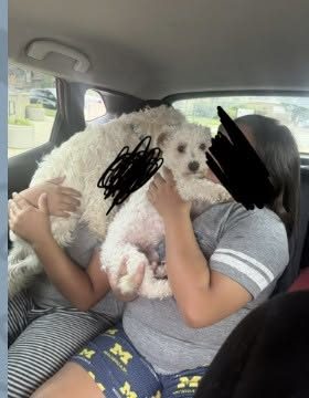 Lost Dog in Waukegan, Illinois — Hi guys, Colbeana is lost (again)