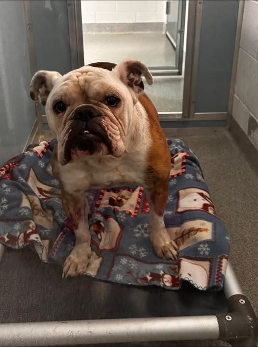 Found Pet in Merrionette Park, Illinois — listing photo