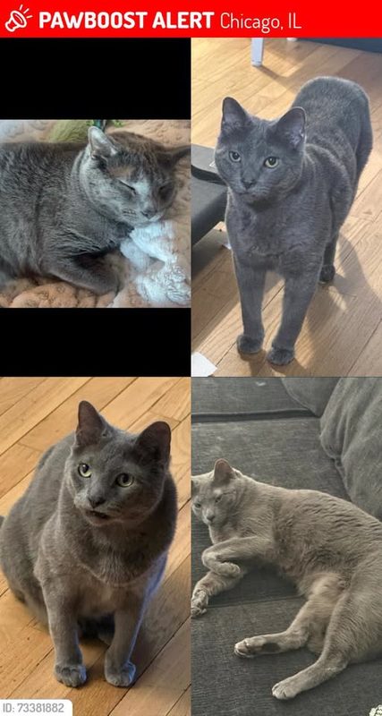 Lost Cat in Chicago, Illinois — listing photo