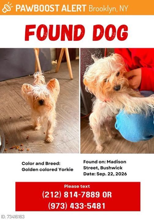 Found Dog in Brooklyn, New York — This dog was FOUND in Brooklyn, NY 11221 near Madison St and Knickerbocker