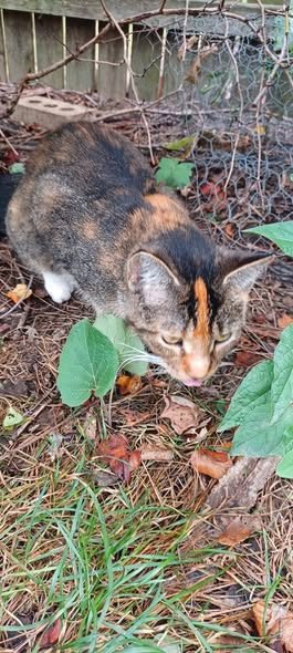 Found Cat in Lisle, Illinois — Please help spread the word about this found cat
