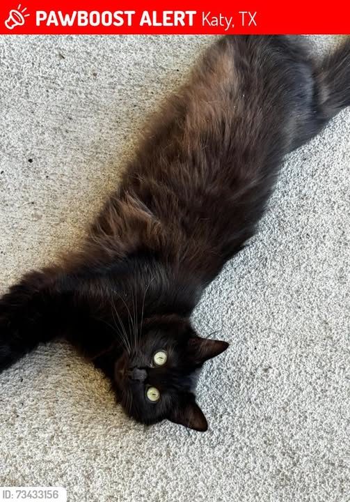 Lost Cat in Katy, Texas — Chanelly was LOST in Katy, TX 77493 near Covey Homes Ventana