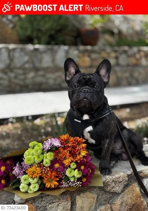Lost Dog in Riverside, California — Valentino was LOST in Riverside, CA 92504 near Magnolia