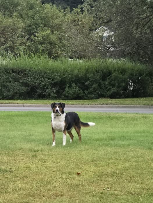 Found Dog in Oneonta, New York — Loose dog running around river street by the boys and girls club in Oneonta, spotted at 8 am