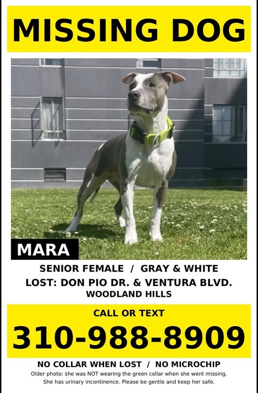Lost Dog in Woodland Hills, California — listing photo