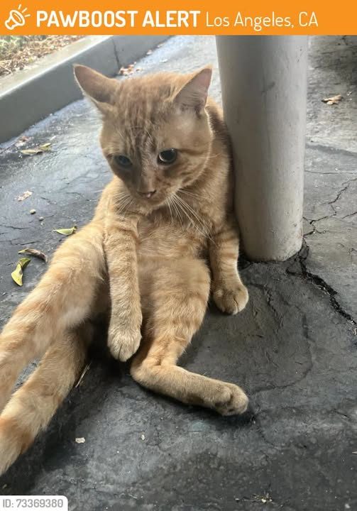 Found Cat in Los Angeles, California — Cat Found/Sighted in August 2026 in Los Angeles, CA 91356, on or near Collins Street and…