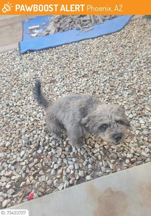 Found Dog in Phoenix, Arizona — This dog was FOUND in Phoenix, AZ 85037 near 85th Ave