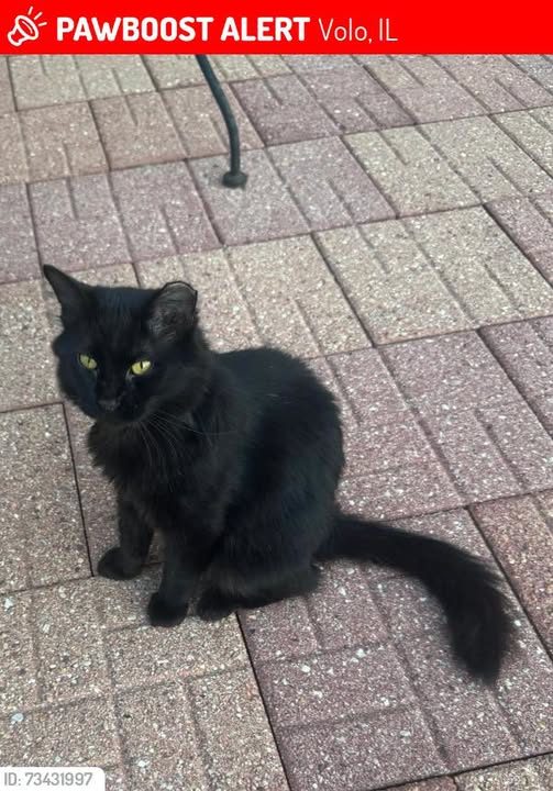 Lost Cat in Volo, Illinois — listing photo