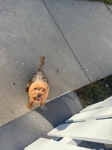 Found Dog in Waukegan, Illinois — listing photo
