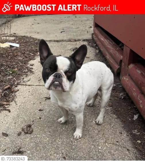 Lost Dog in Rockford, Illinois — Huncho was LOST in Rockford, IL 61104 near 9th st and 11th st