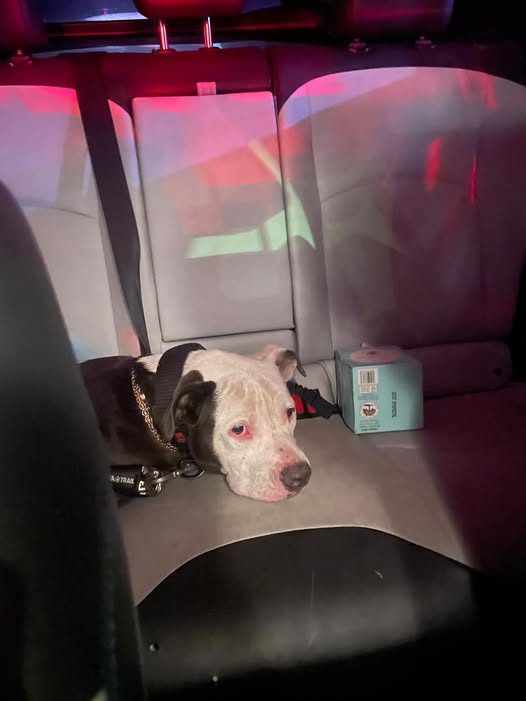 Found Dog in Los Angeles, California — listing photo