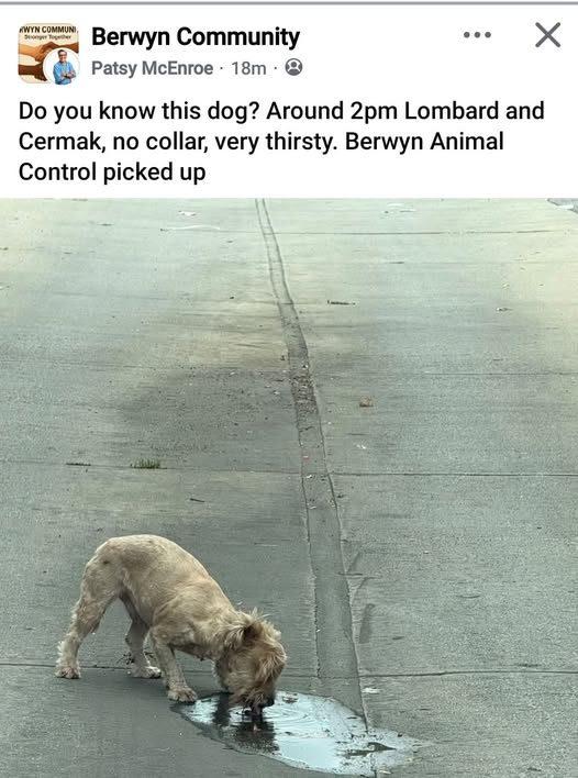Found Dog in Berwyn, Illinois — listing photo