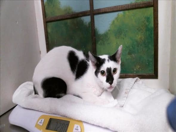 Pet alert in Houston, Texas — On Euthanasia list at BARC, Houston for Thursday, deadline at 1 PM🚨 Stunning and adorable kitty 🐱…